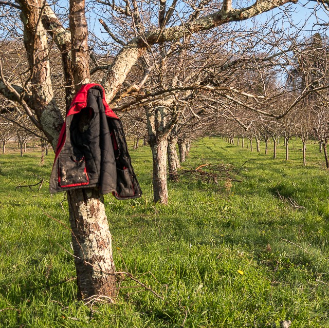 veste D dans prunier