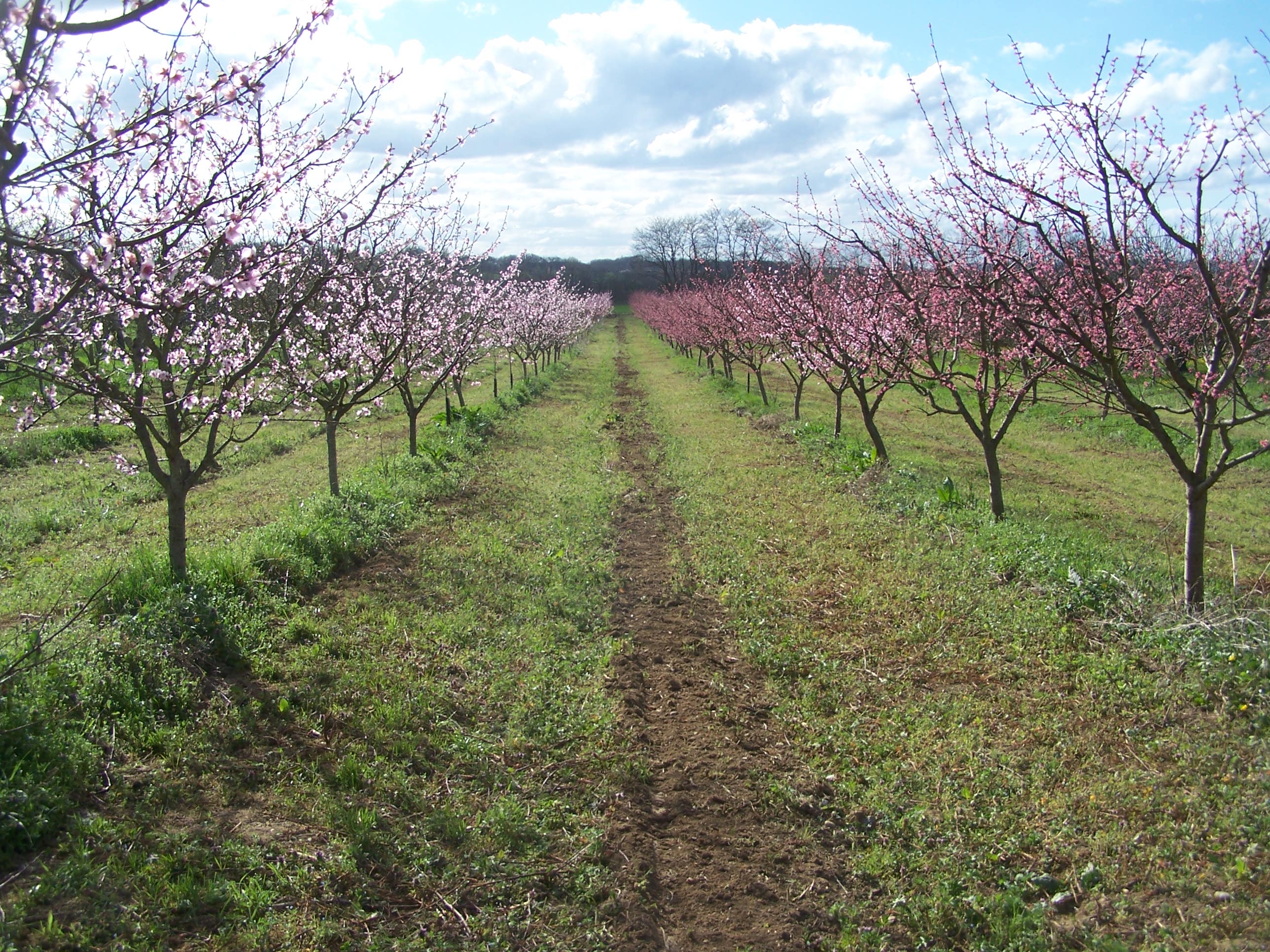 verger de pêchers en fleur