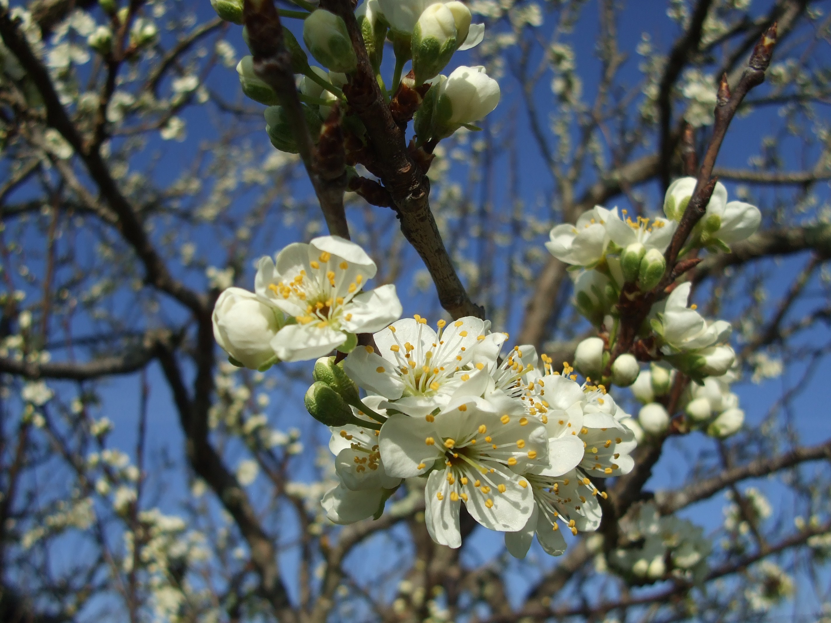 fleurs de Reine Claudiers