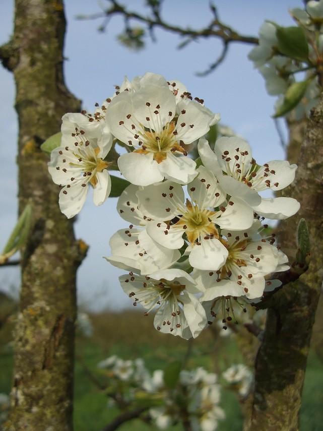 fleurs de poirier