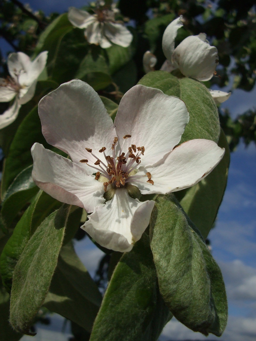 fleur de cognassier (coing)