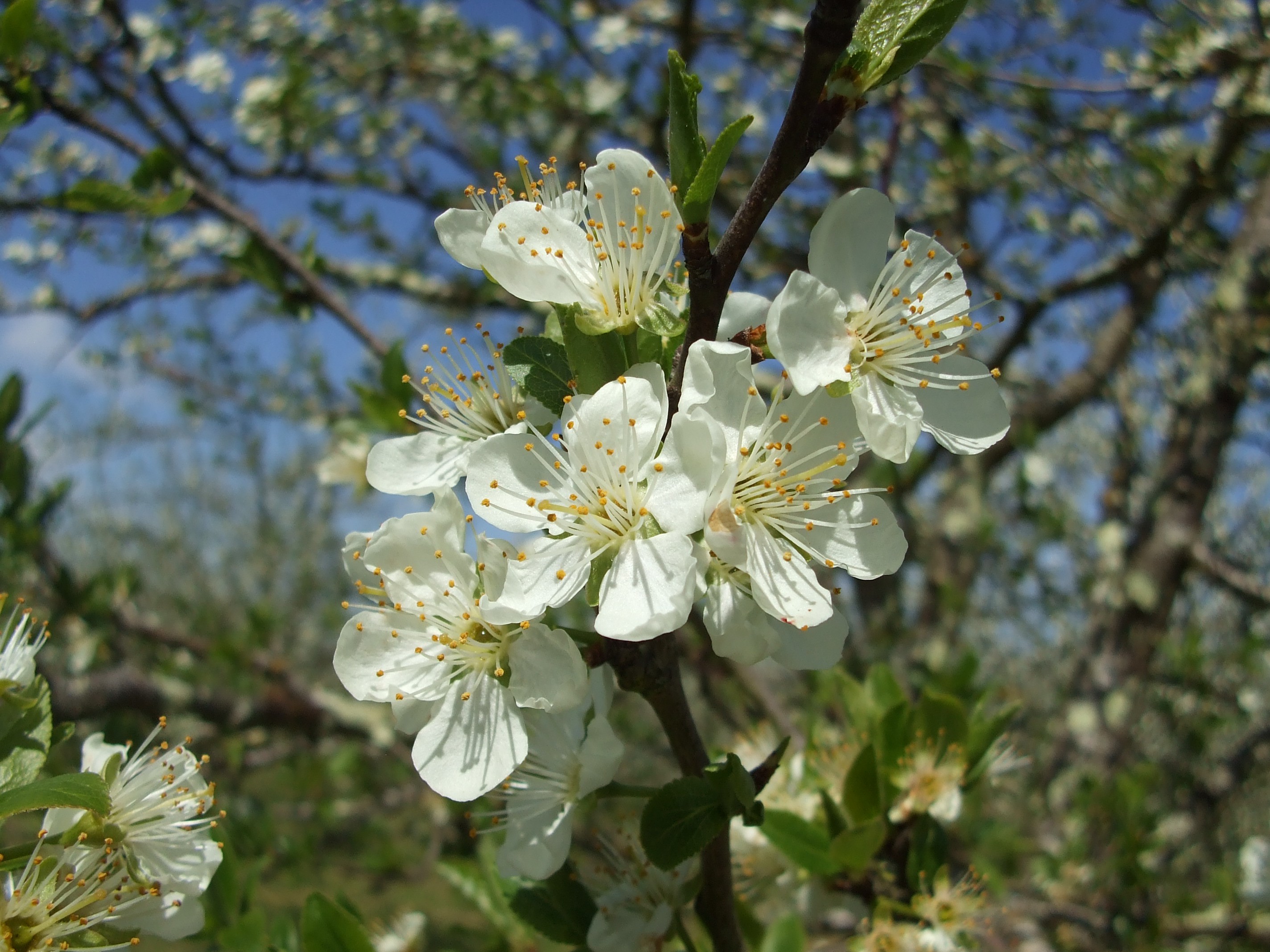 fleurs de pruniers d'Ente