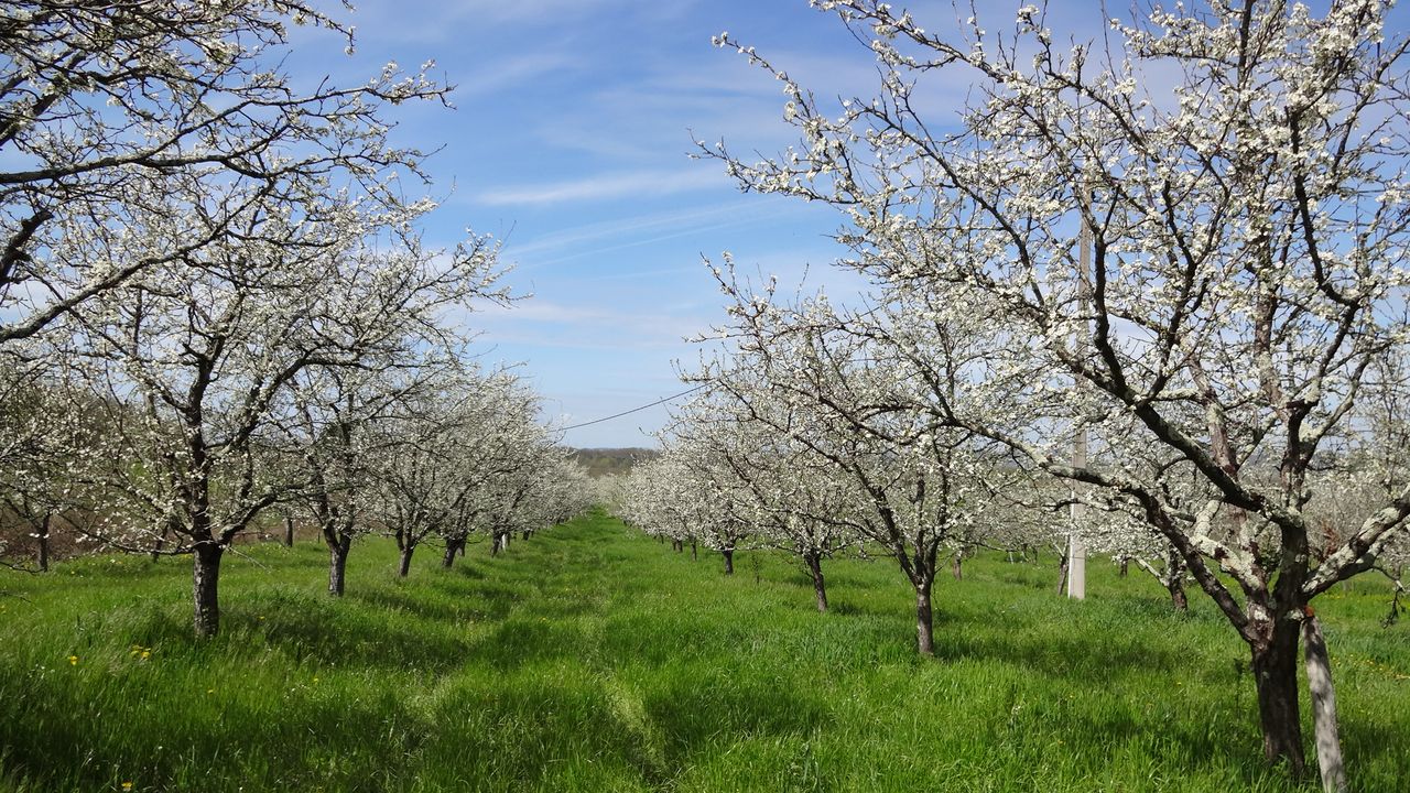 verger de prunier en fleur