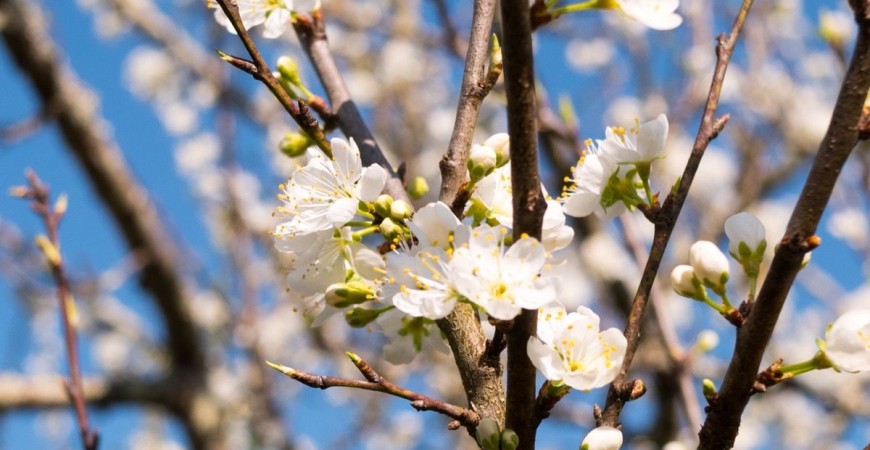 La conséquence du Gel sur nos arbres fruitiers