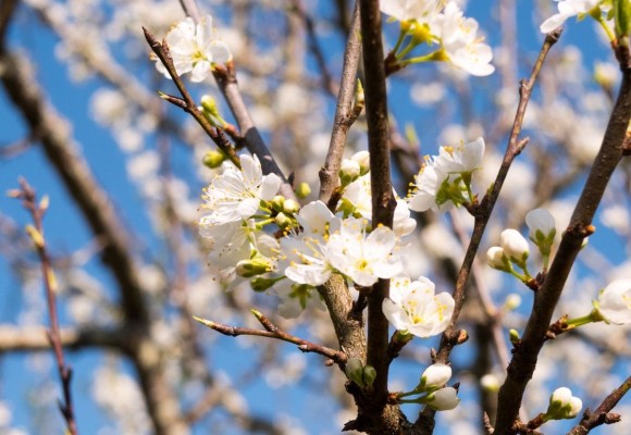 La conséquence du Gel sur nos arbres fruitiers